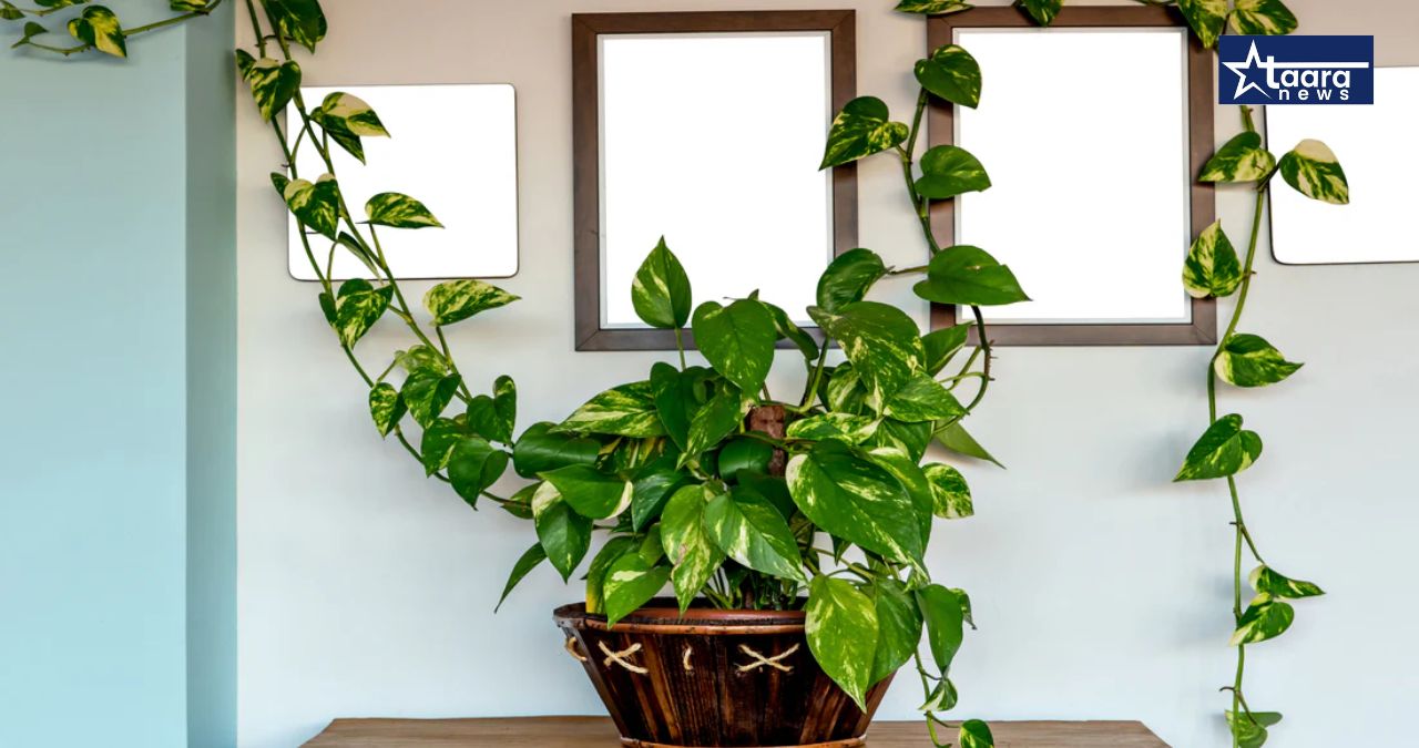 money plant gharat lavlyane paisa vadhato ka vastu shastra science
